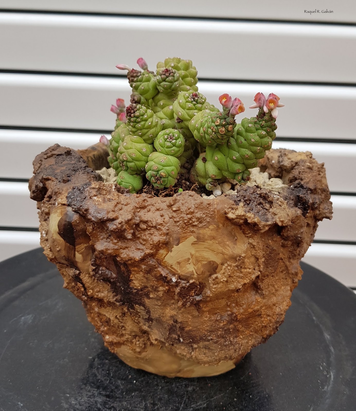 Monadenium%2Bgeneral2.jpg