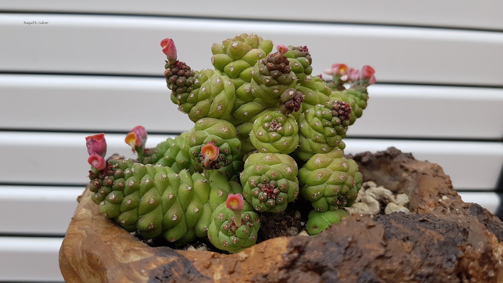 Monadenium%2Bhorizontal%2B2.jpg