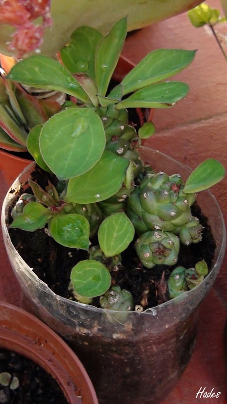 Monadenium+ritchiei+ssp.jpg