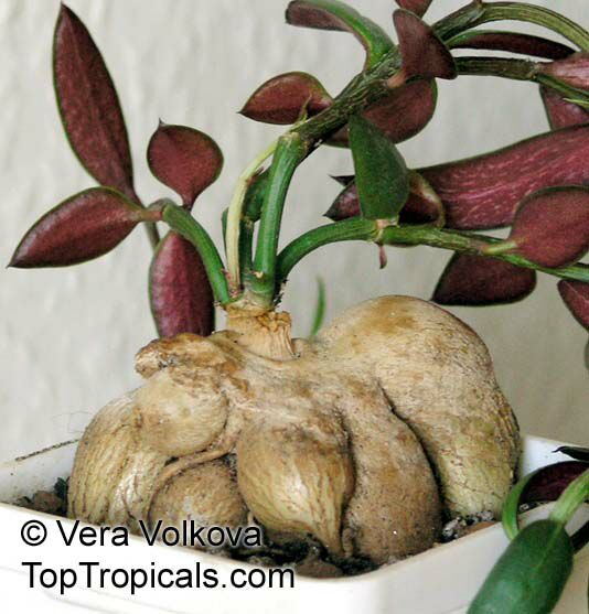 Monadenium_rubellum01_VeraV.jpg