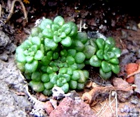 Monanthes 1834.jpg