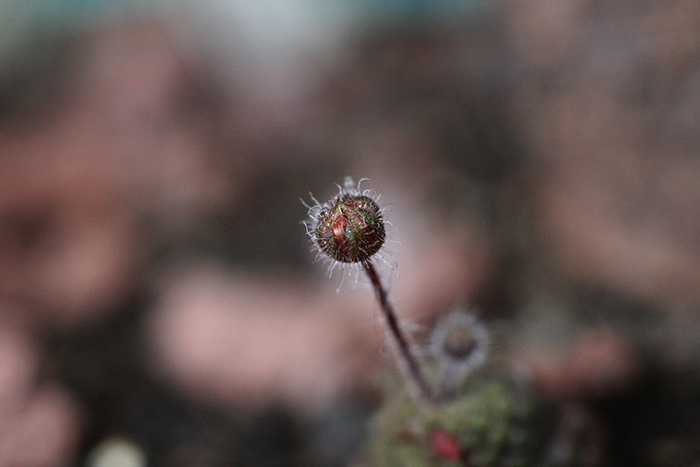 monanthes.jpg