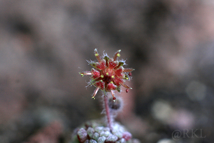 monanthes2.jpg