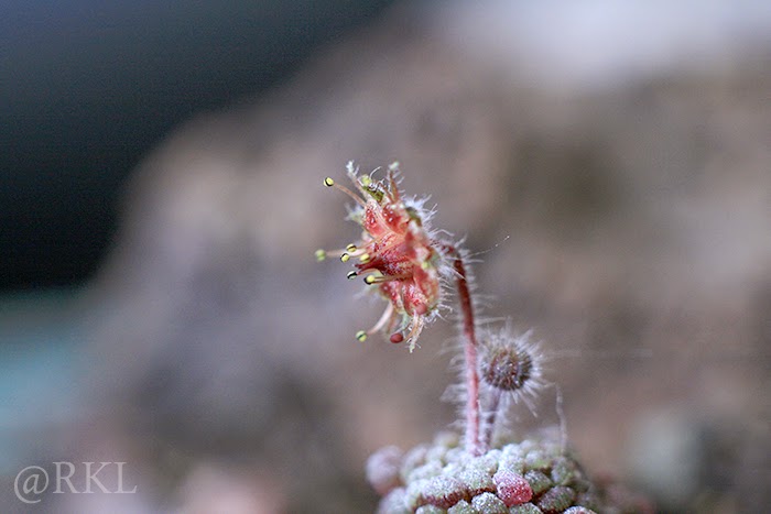 monanthes3.jpg