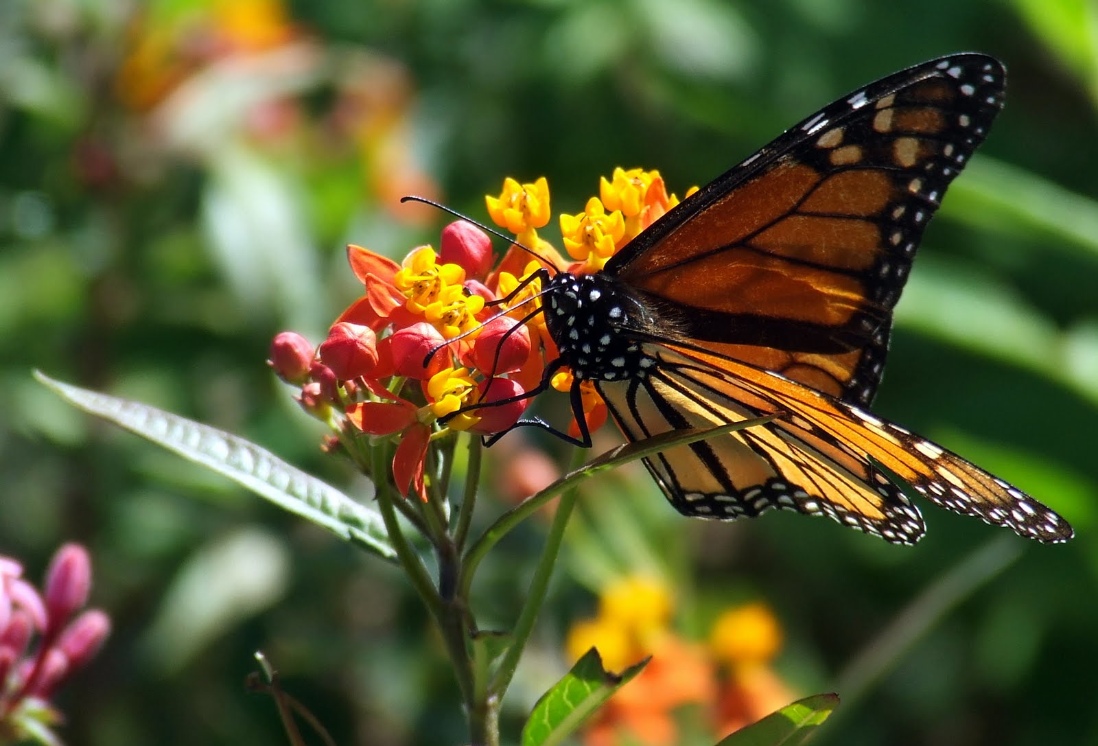 monarchbutterfly-tropicalmilkweed.jpg