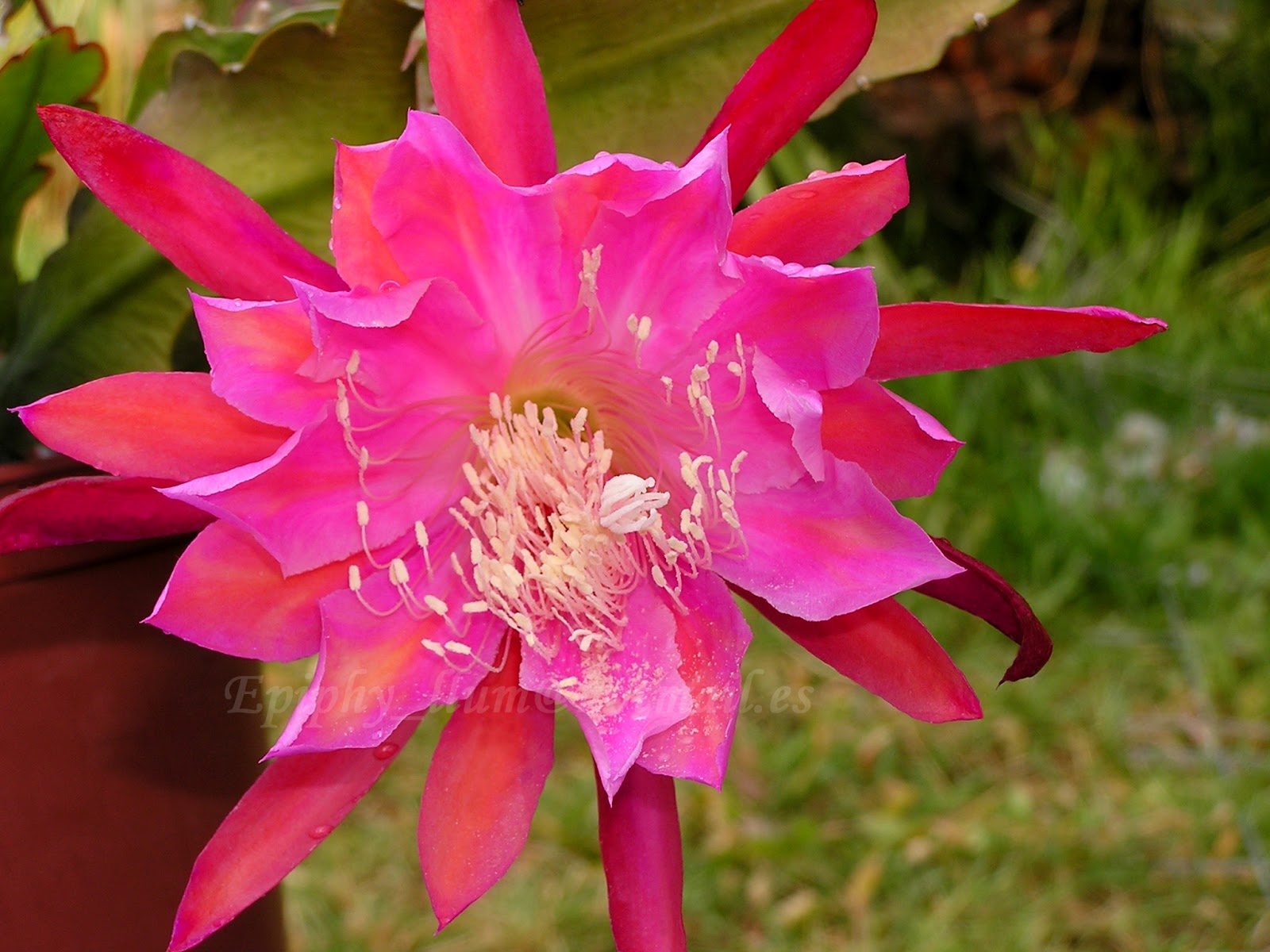 MONASTERY%2BGARDEN%2B02.jpg