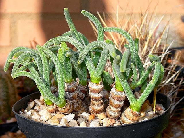 Monilaria%2520moniliformis.jpg