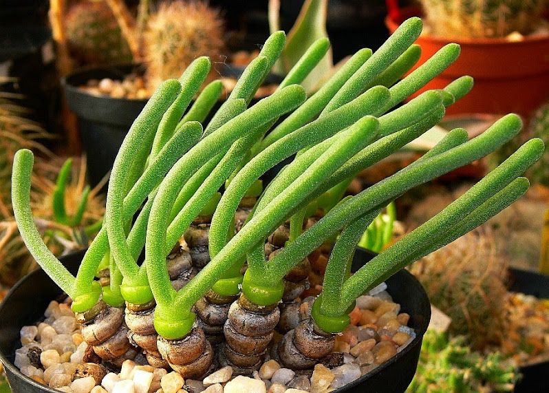Monilaria%2Bmoniliformis.jpg