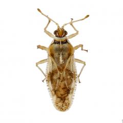 monosteira-unicostata-1105-478-md.jpg