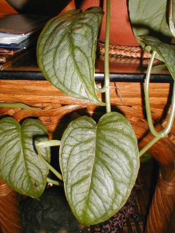 Monstera%20siltepecana.jpg