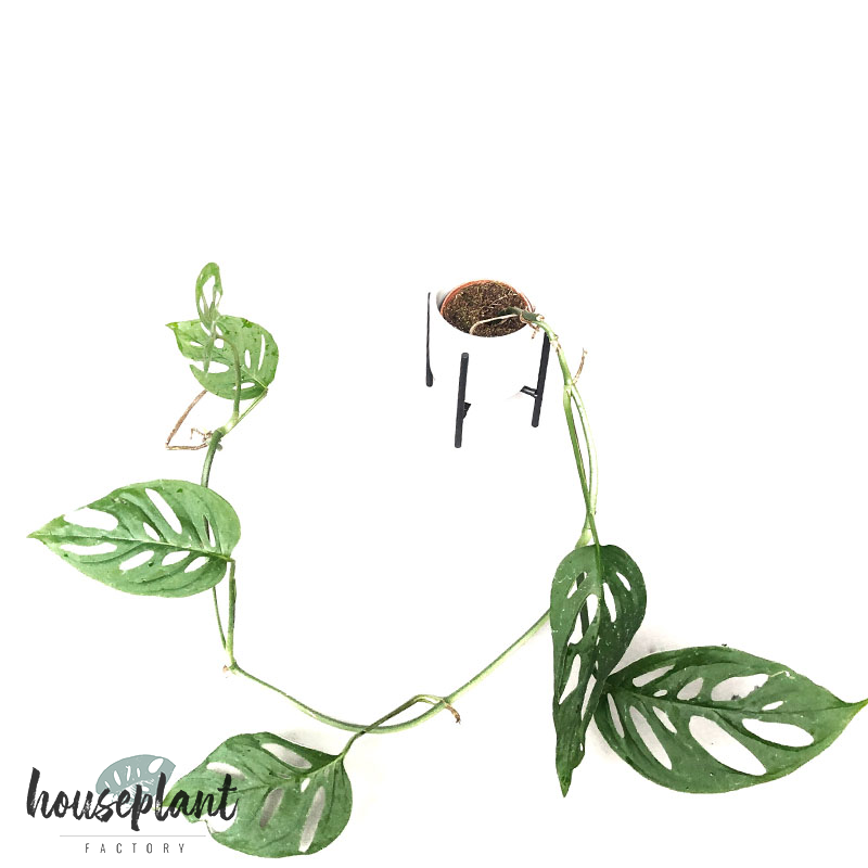 monstera-acuminata~3.png