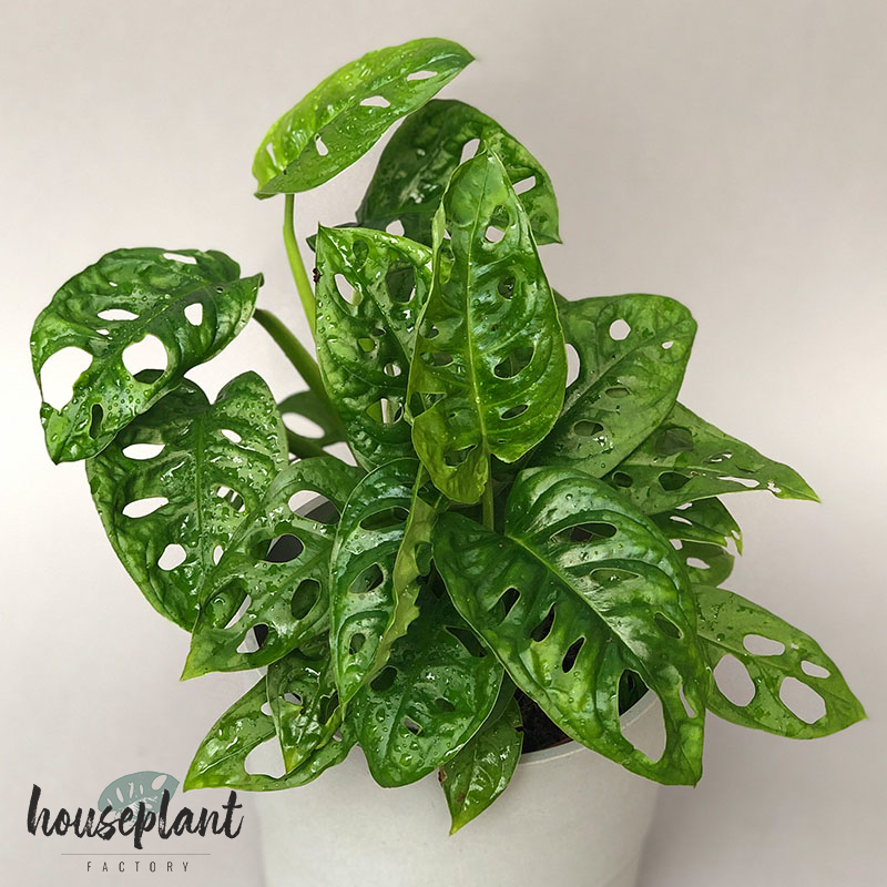 monstera-adansonii-xxl.png