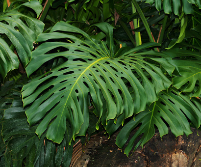 Monstera-deliciosa-1.jpg