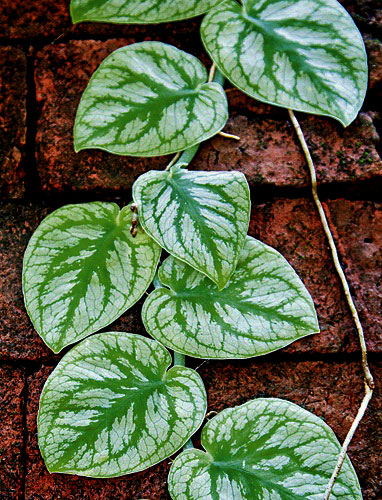 monstera-dubia2.jpg