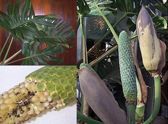 monstera.jpg