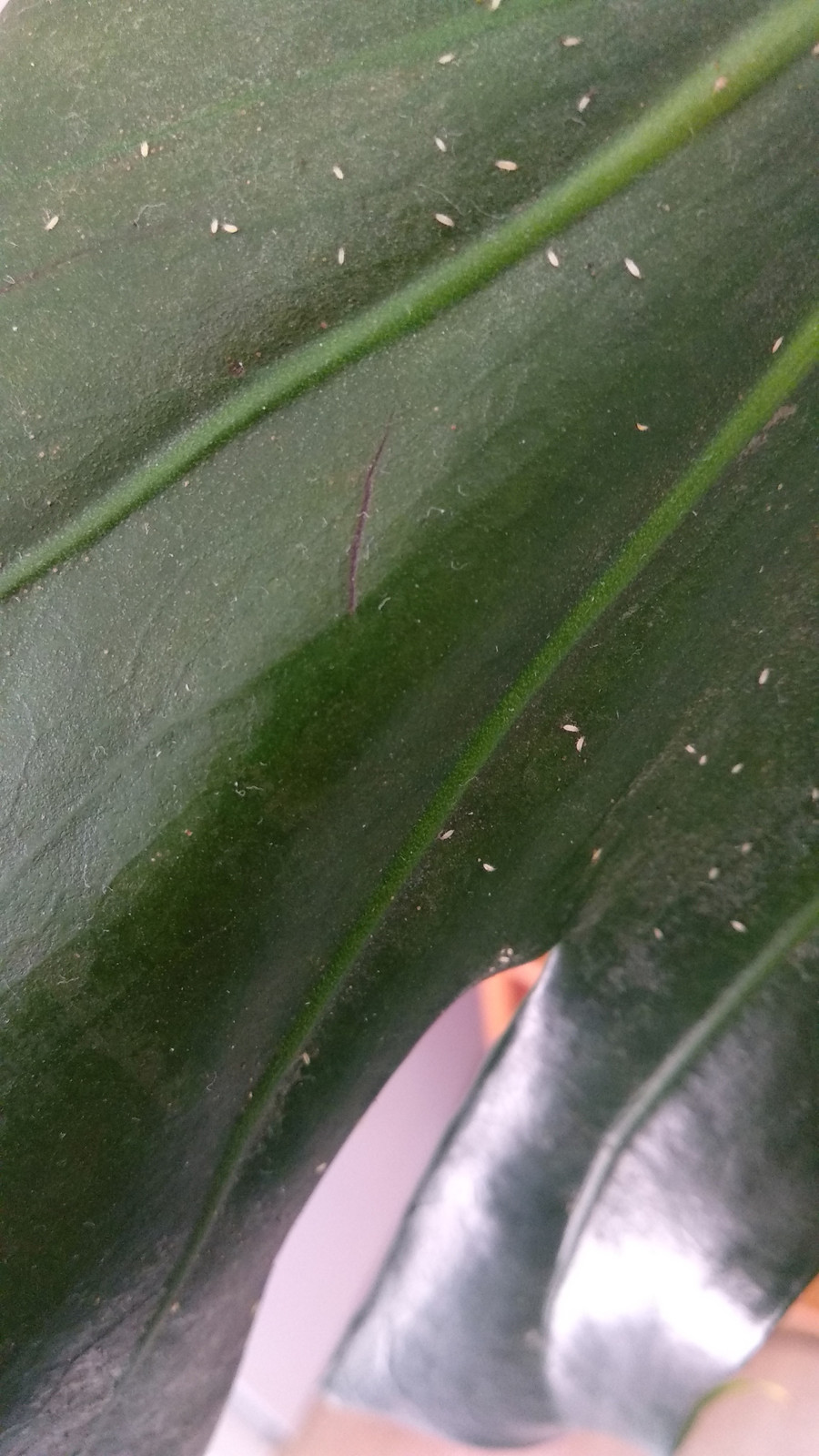 monstera.jpg