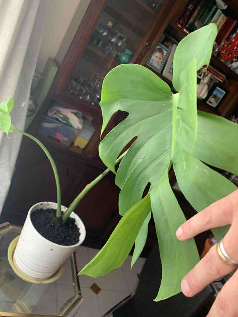 monstera02.jpg