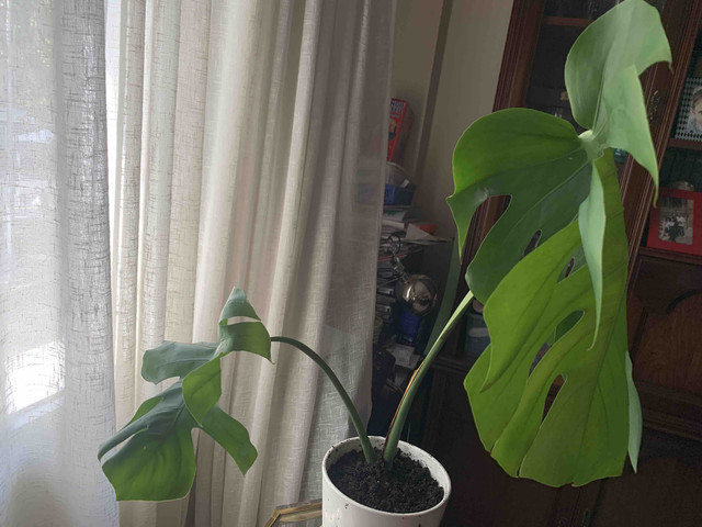 monstera03.jpg