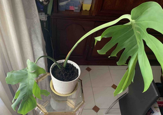 monstera04.jpg