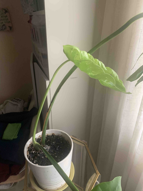 monstera05.jpg