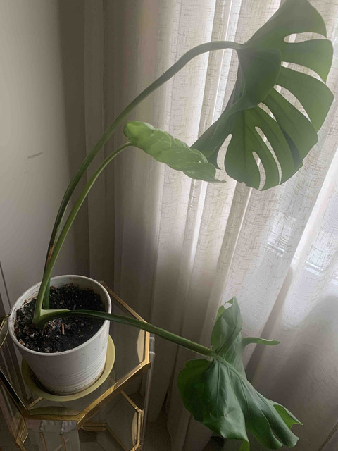 monstera06.jpg