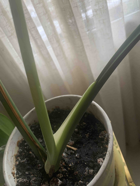 monstera07.jpg