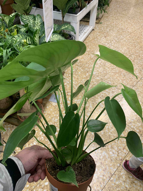 monstera08.jpg
