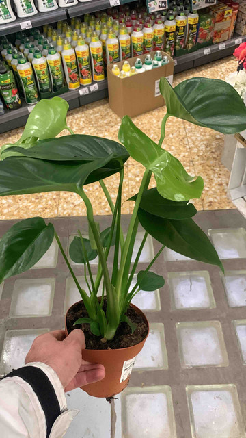 monstera09.jpg