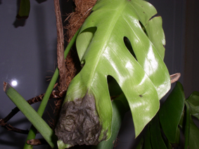 monstera1.jpg