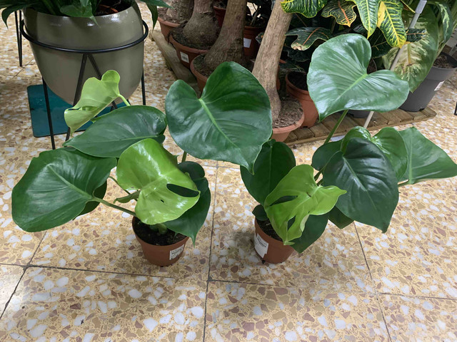 monstera10.jpg