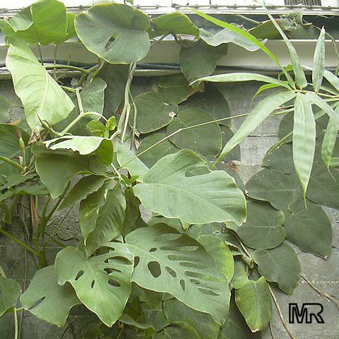 monstera_dubia081.jpg