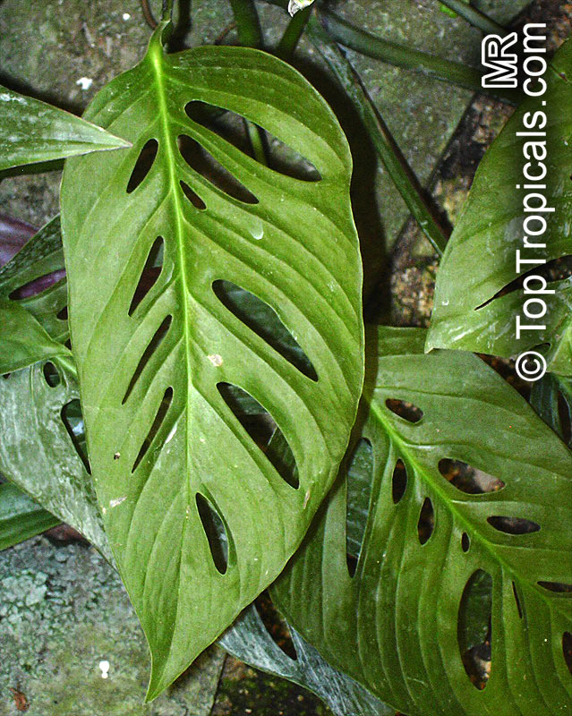 monstera_obl116.jpg