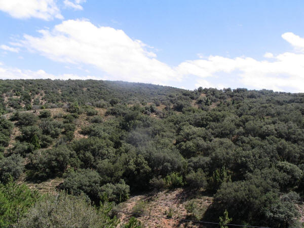 monte-encinas-trufa.jpg