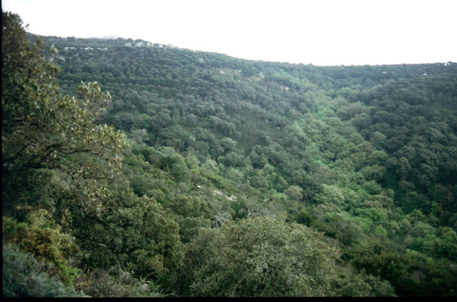 monte_alcornocal.jpg