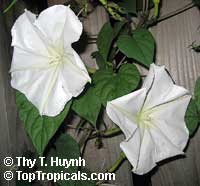 moonflowers.jpg