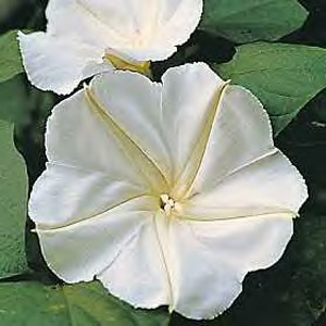 moonvine2.jpg