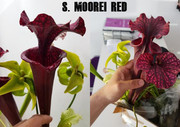 Moorei_Red.jpg