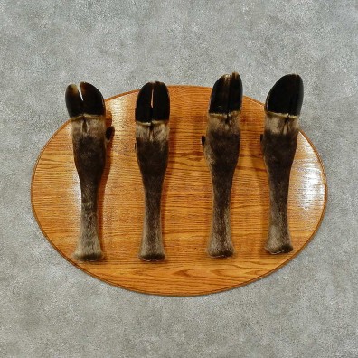 moose-hoof-coat-rack-for-sale-_16256-_-the-taxidermy-store.jpg