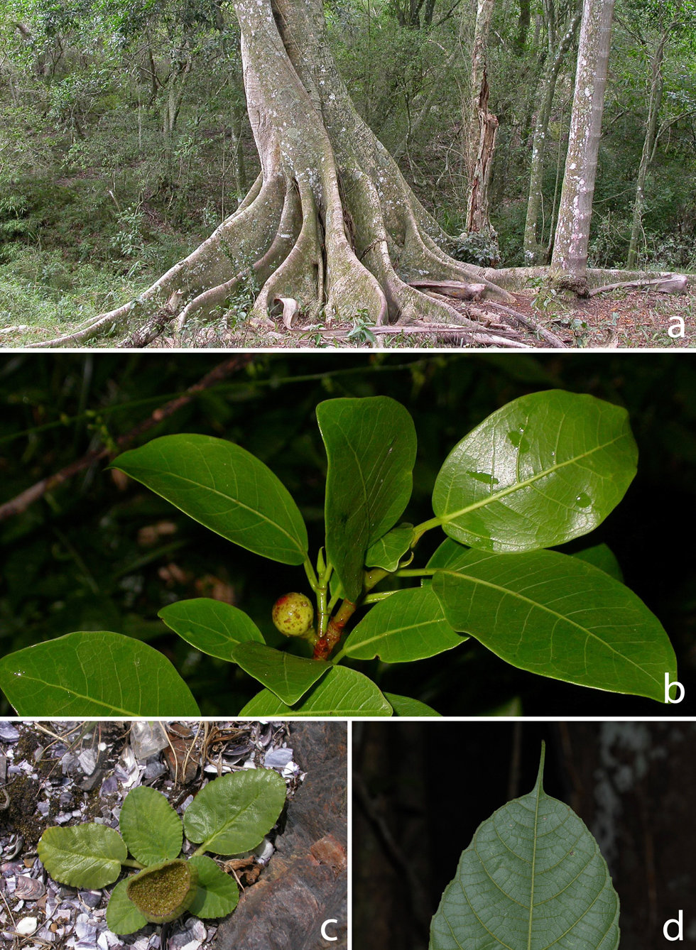 moraceae.jpg