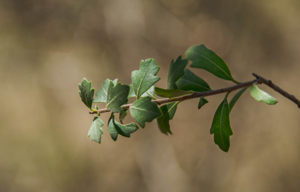 Moradillo-06.jpg