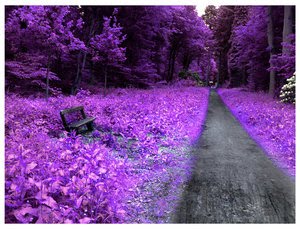 morado.jpe