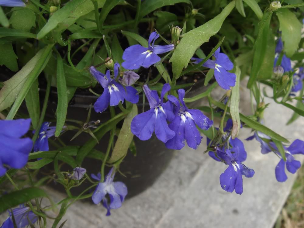 morado1.jpg