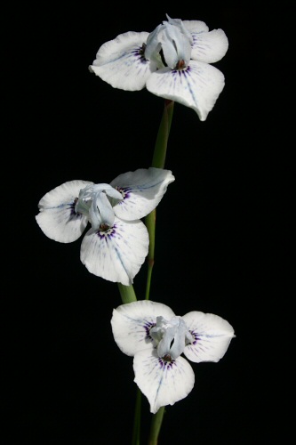 Moraea_barnardii_BW2.jpg