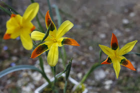 moraea_elegans_6047.jpg