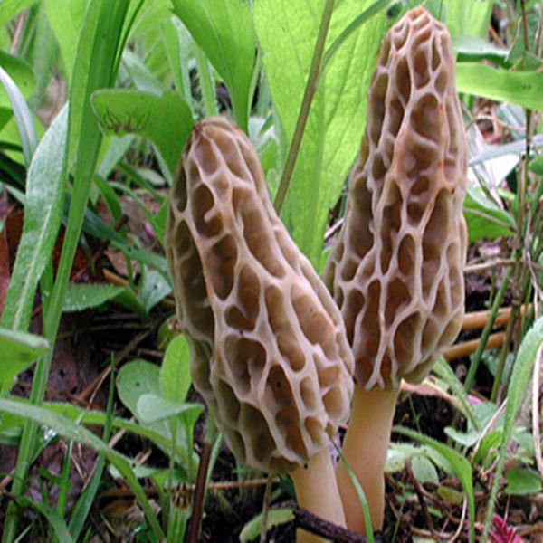 morchella1.jpg