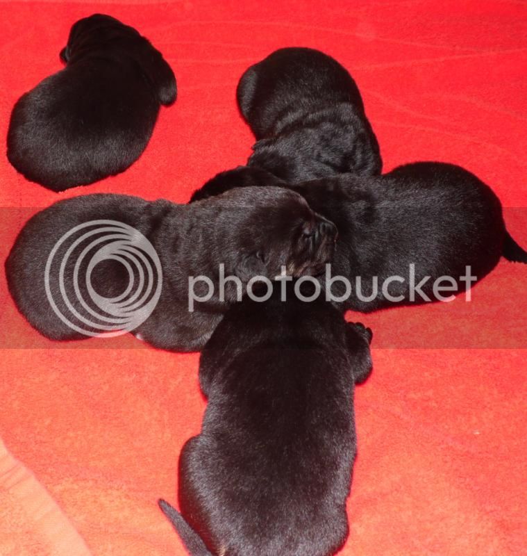 morganitos_12022014_02_zps6eoob9o3.jpg