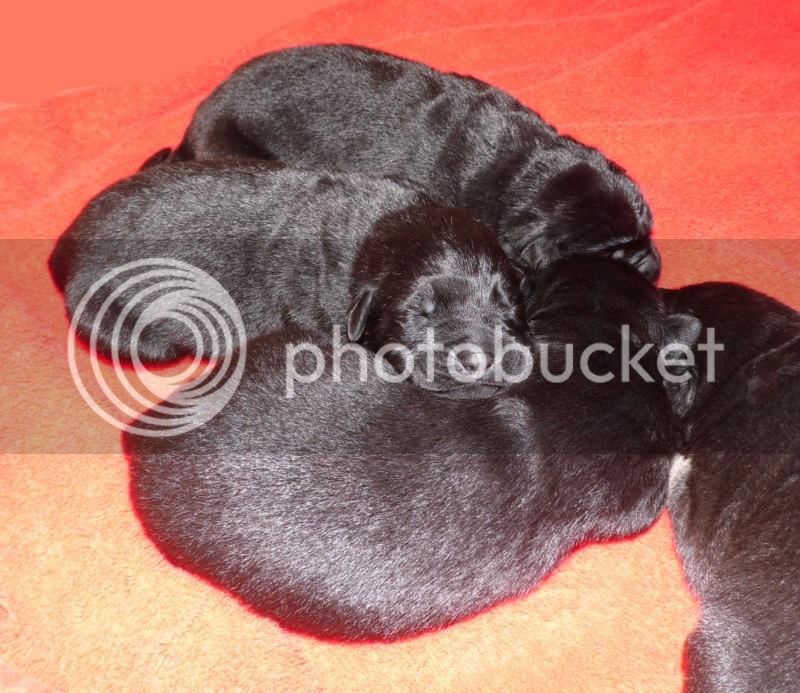 morganitos_12022014_06_zpss0bgdpbq.jpg
