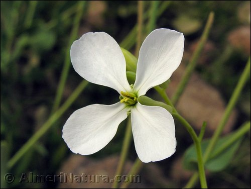 moricandia-arvensis.jpg