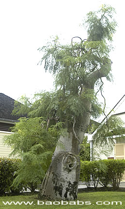 Moringa%20drouhardii.jpg