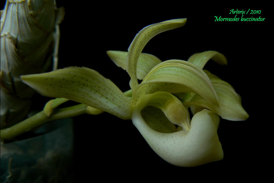 mormodes_biccinator_001.jpg